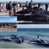 Pakrantėje rastas didžiulis skaičius banginių: žmonės sunerimę